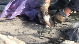 Sheep rescued from bitumen pit