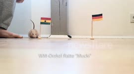 Second Rat Oracle for Ghana vs Germany