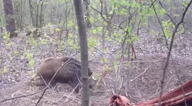 Wild boar rescued from poacher's trap in Polish forest