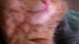 Little Kitten Sleeps Like A Human Baby