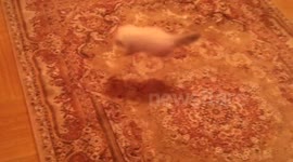 CUTE VIDEO: KITTEN AFRAID OF CARPET