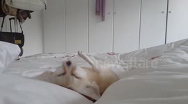 Tod the fennec fox showing off