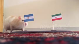 Rat Oracle Argetinia vs Iran