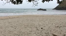 New Chums beach, Coromandel