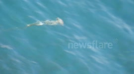 Compass jellyfish off Portland