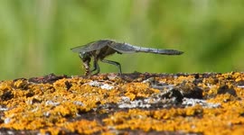 Dragonfly eating a hoverfly