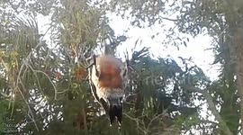Man wakes up every morning to a woodpecker hammering on his window