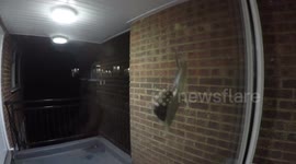 Snail On Glass Door