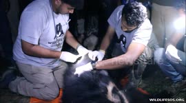 Rescuers battle to save bear choking in primitive snare