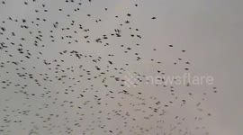 Flock of murmurating starlings swirl above house in Christchurch, UK