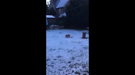 Bulldog loves a bit of snow