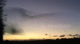 Starling Murmurations Create Giant Mushroom Shape In the Sky