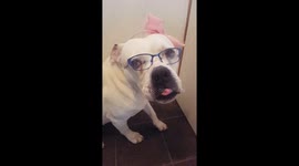 Cute bulldog hair and and glasses