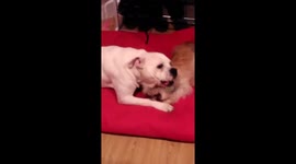 Big bulldog and tiny chihuahua x Chinese powder puff play fighting