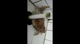 Poor Sea Turtle ,thank God now it's in good care  of Sea Turtle Conservation in Pariaman
