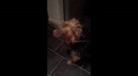 Dog V ice cream tub