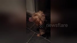 Newsflare Edit - Dog V ice cream tub