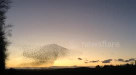 Spectacular starling murmuration creates giant mushroom shape