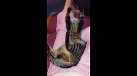 Cute leopard print cat playing