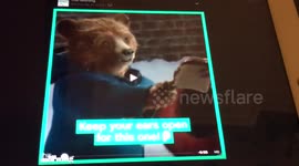Swearing at Paddington Bear