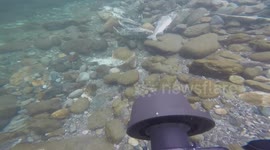 Salmon Spawning - Underwater photography