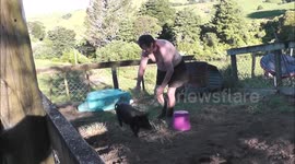 Wild boar headbutts drunk man