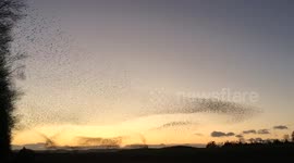 Spectacular starling murmuration creates giant mushroom shape