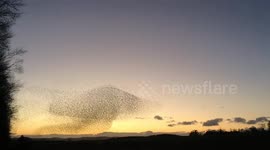 Spectacular starling murmuration creates giant mushroom shape