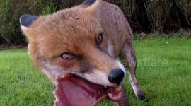 Hungry wild red fox tries to steal dog chew