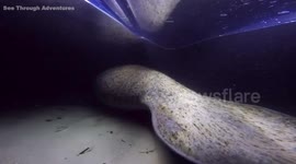 Manatee follows lit up canoe's glow in 'surreal encounter'