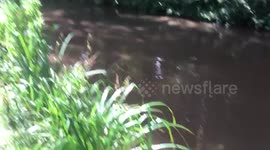 Slow motion footage of a Labrador belly flop