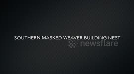 Southern Masked Weaver Building Nest in Kruger National Park