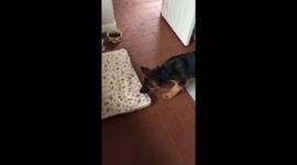 Puppy German shepherd doesn't like his new bed