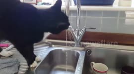 Cat only drinks from tap