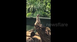This meerkat barks like a dog