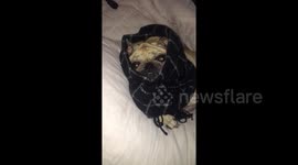 Newsflare Edit - Cosy pug