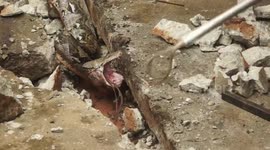 Python regurgitates massive monitor lizard