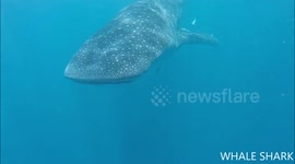 Tourists experience close encounter with whale shark