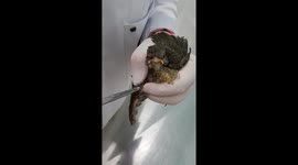 Rescued bird has maggots removed from its head
