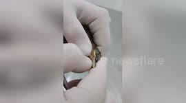 Rescued bird has maggots removed from its head