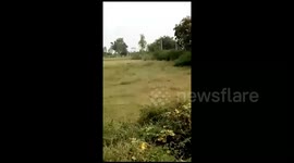 Rogue elephant chases cows, tramples over one of them