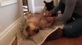 Pudge the Paralyzed Puggle Progress