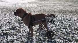 Paralysed dog takes steps on wheelchair
