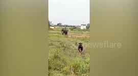 Rogue elephant tramples over cow