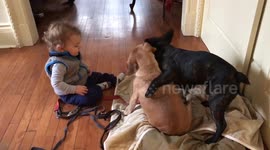 Paralyzed Puggle played by with French bulldog and vany