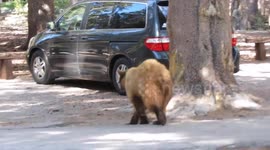 California black bear approaches man and roams through car park