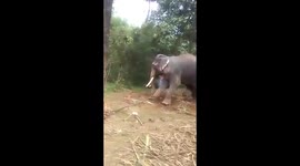 Gruesome traditional torture of elephants triggers outcry