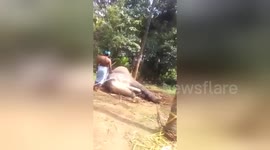 Gruesome traditional torture of elephants triggers outcry