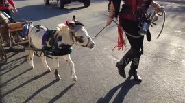 Worlds Smallest Horse and Carriage