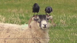 Sheep Enjoying Pampering by Birds